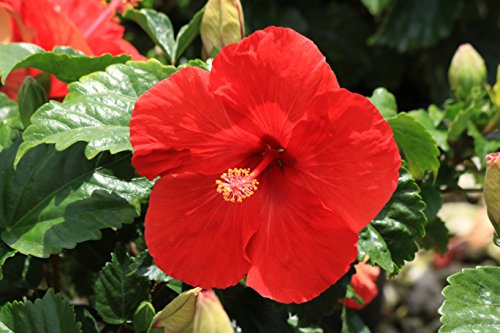 Costa Farms Live Premium Braided Hibiscus Plant 42