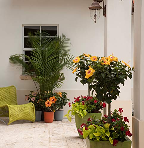 Costa Farms Live Premium Braided Hibiscus Plant 42