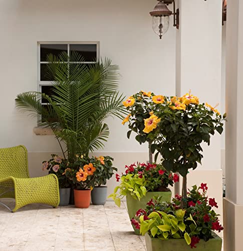 Costa Farms Live Premium Braided Hibiscus Plant 42