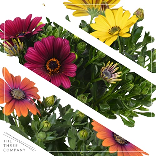 Assorted Colors African Daisy Plant Trio - Spring Decor