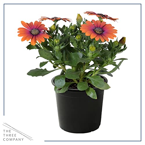 Assorted Colors African Daisy Plant Trio - Spring Decor