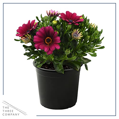 Assorted Colors African Daisy Plant Trio - Spring Decor