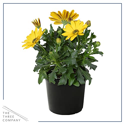 Assorted Colors African Daisy Plant Trio - Spring Decor