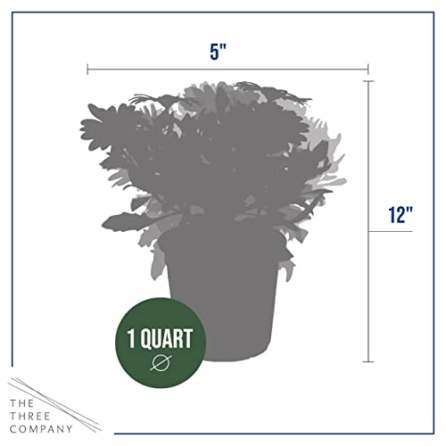 Assorted Colors African Daisy Plant Trio - Spring Decor