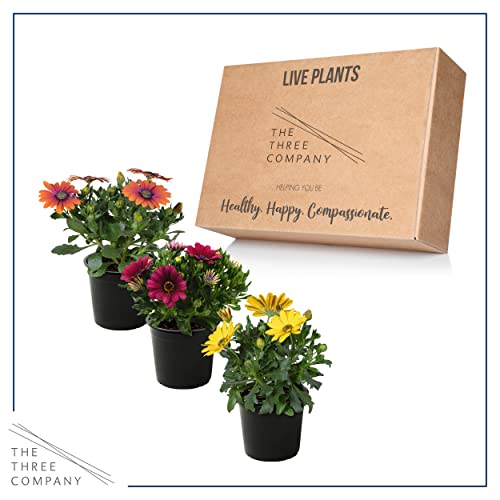 Assorted Colors African Daisy Plant Trio - Spring Decor