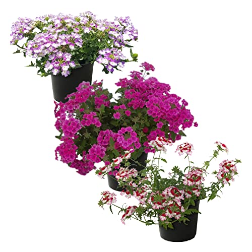 Assorted Verbena Plants - Healthy Flowering Plants - Spring Color