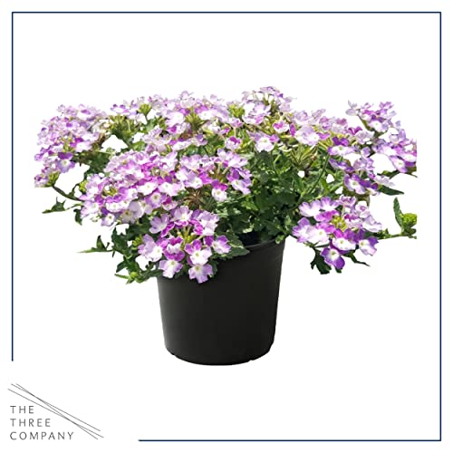 Assorted Verbena Plants - Healthy Flowering Plants - Spring Color