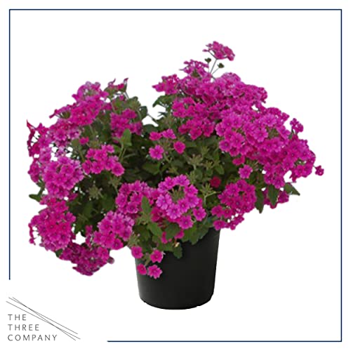 Assorted Verbena Plants - Healthy Flowering Plants - Spring Color