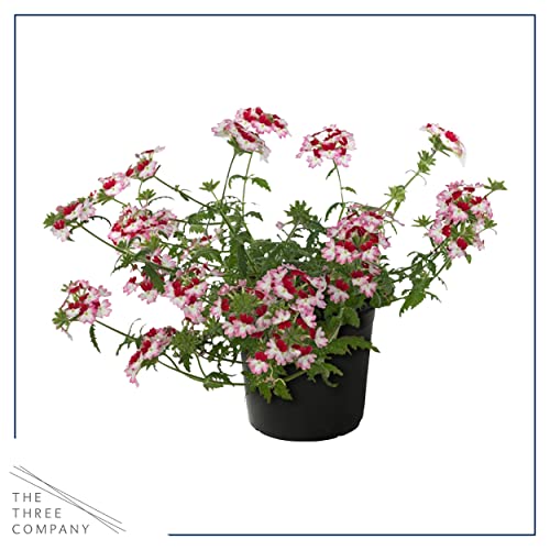 Assorted Verbena Plants - Healthy Flowering Plants - Spring Color