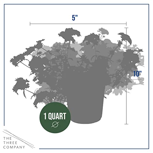 Assorted Verbena Plants - Healthy Flowering Plants - Spring Color