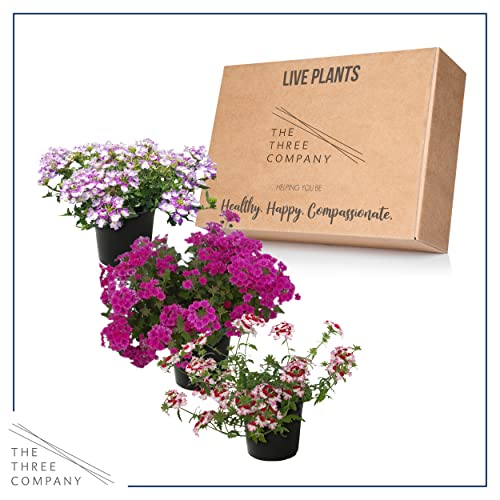 Assorted Verbena Plants - Healthy Flowering Plants - Spring Color