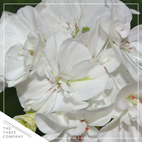 White Zonal Geraniums - Beautiful Spring Flowers - 12" Tall