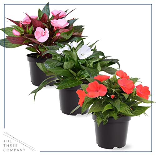 Assorted New Guinea Impatiens Plant - 12" Tall