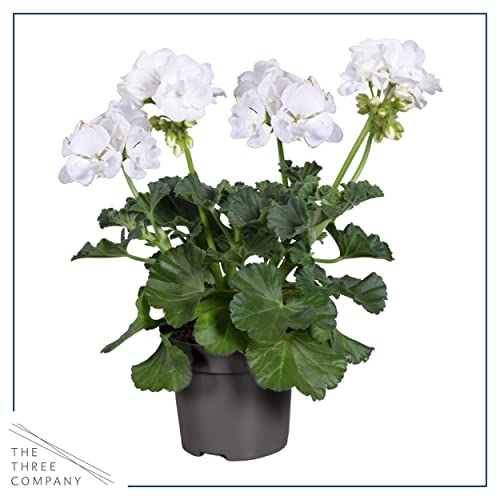 White Zonal Geraniums - Beautiful Spring Flowers - 12" Tall