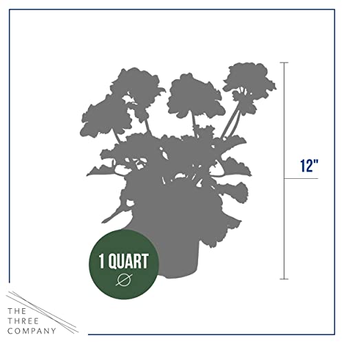 White Zonal Geraniums - Beautiful Spring Flowers - 12" Tall