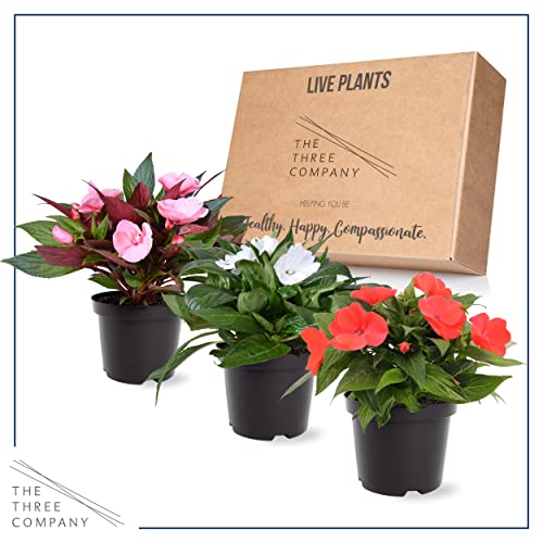 Assorted New Guinea Impatiens Plant - 12" Tall