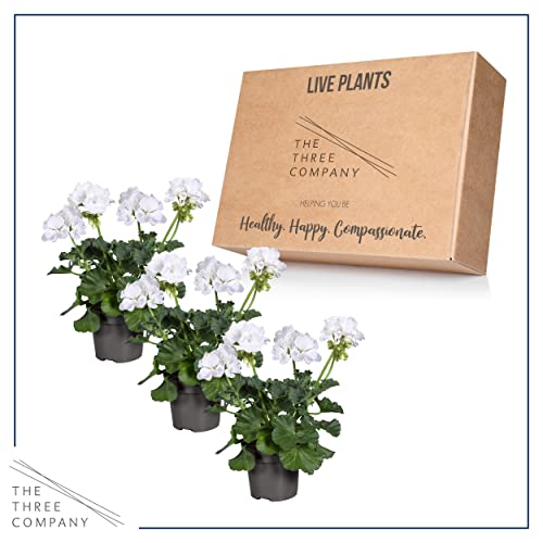 White Zonal Geraniums - Beautiful Spring Flowers - 12" Tall