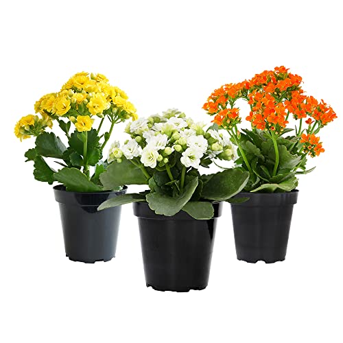 Kalanchoe live succulents, fresh indoor plants, 3 pack