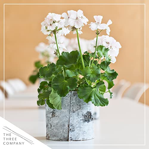 White Zonal Geraniums - Beautiful Spring Flowers - 12" Tall