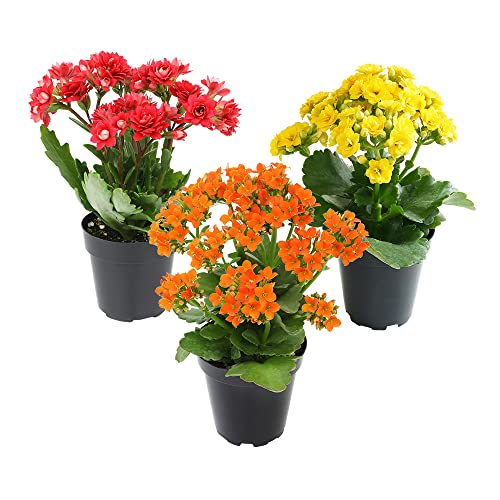 Kalanchoe live succulents, fresh indoor plants, 3 pack