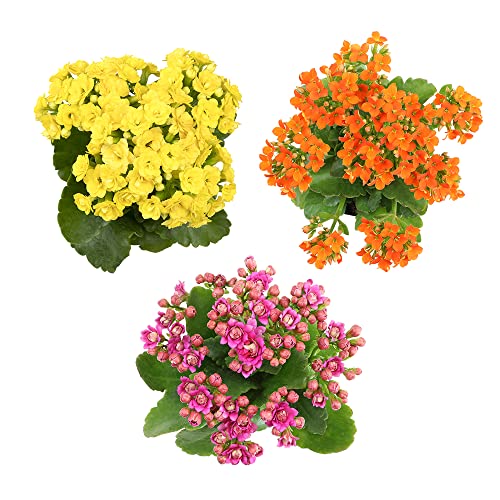 Kalanchoe live succulents, fresh indoor plants, 3 pack