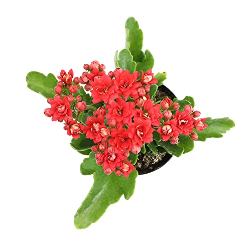 Kalanchoe live succulents, fresh indoor plants, 3 pack