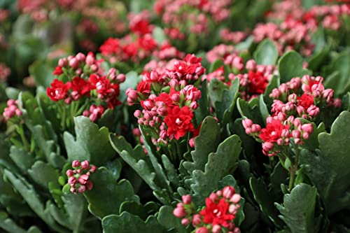 Kalanchoe live succulents, fresh indoor plants, 3 pack