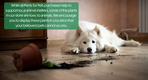 Kalanchoe live succulents, fresh indoor plants, 3 pack