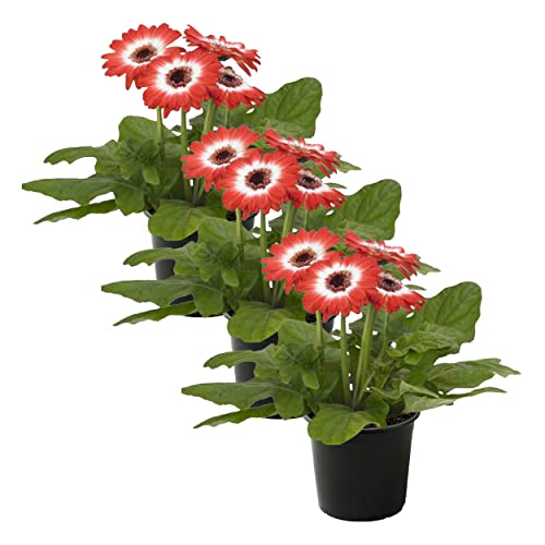 Bicolor Red/White Gerbera Daisies - Set of 3