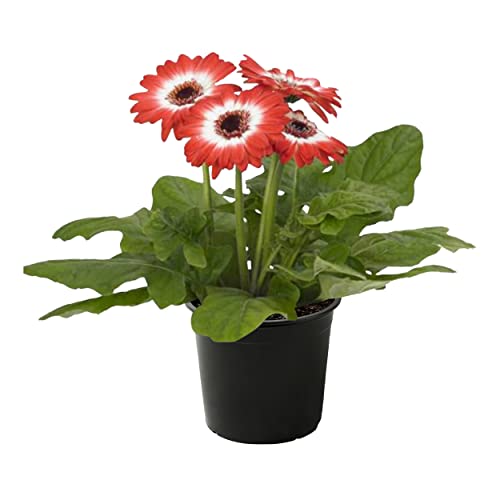 Bicolor Red/White Gerbera Daisies - Set of 3