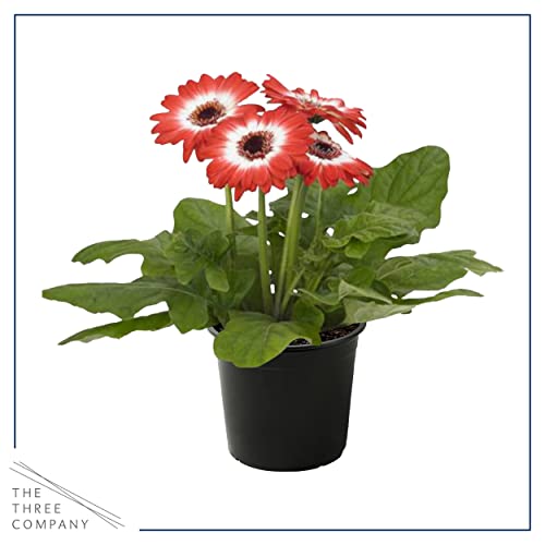 Bicolor Red/White Gerbera Daisies - Set of 3
