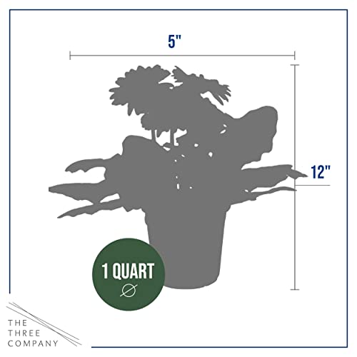 Bicolor Red/White Gerbera Daisies - Set of 3