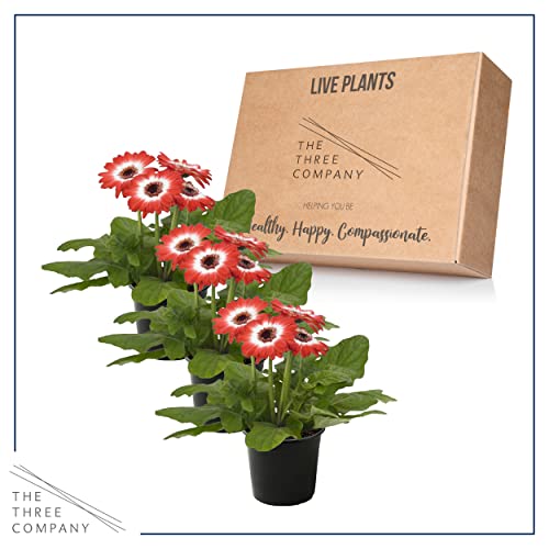 Bicolor Red/White Gerbera Daisies - Set of 3