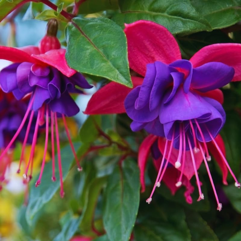 2 Dark Eyes Fuchsia Starter Plant for Outdoor Living