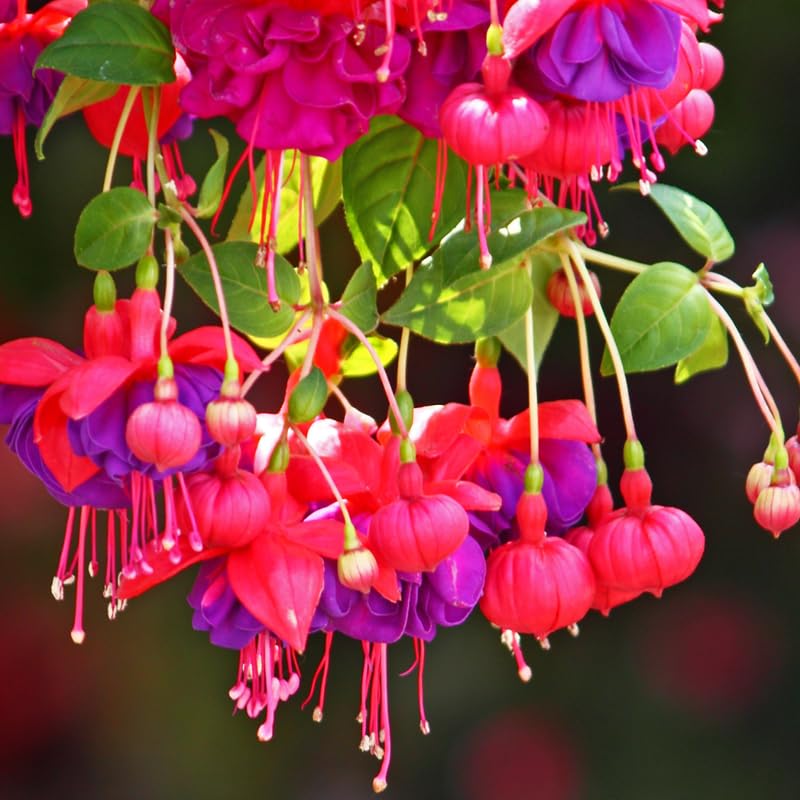 2 Dark Eyes Fuchsia Starter Plant for Outdoor Living