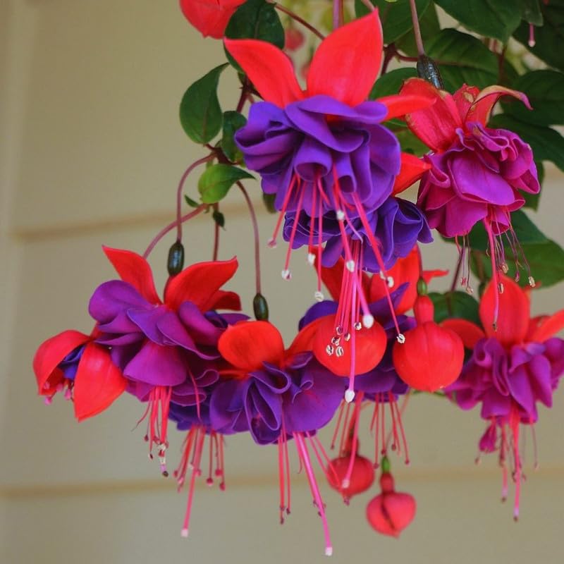 2 Dark Eyes Fuchsia Starter Plant for Outdoor Living