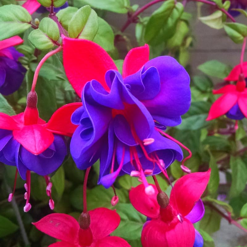 2 Dark Eyes Fuchsia Starter Plant for Outdoor Living