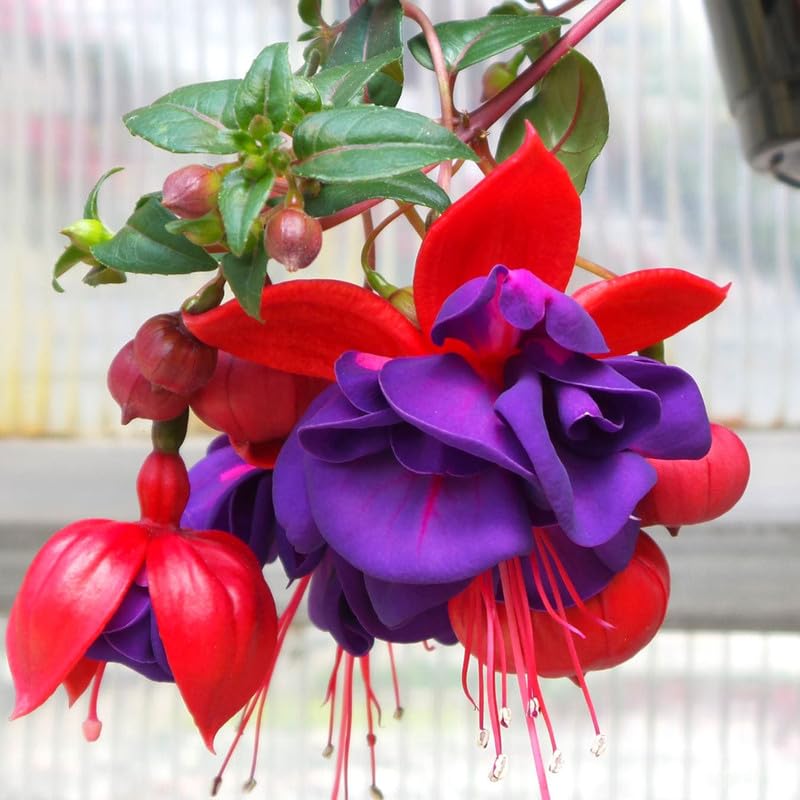 2 Dark Eyes Fuchsia Starter Plant for Outdoor Living