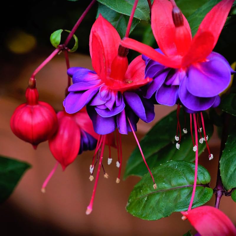 2 Dark Eyes Fuchsia Starter Plant for Outdoor Living
