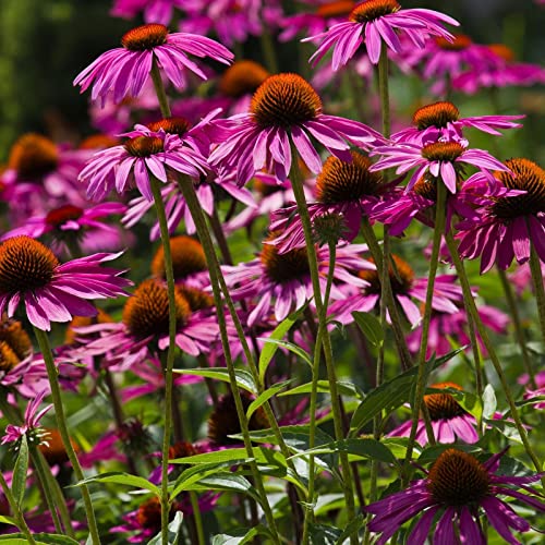 Purple Coneflower Plants - Two Live Pollinator Favorites