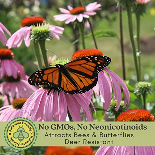 Purple Coneflower Plants - Two Live Pollinator Favorites