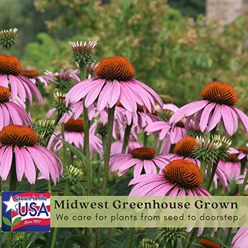 Purple Coneflower Plants - Two Live Pollinator Favorites