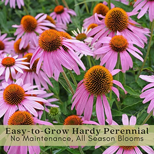 Purple Coneflower Plants - Two Live Pollinator Favorites