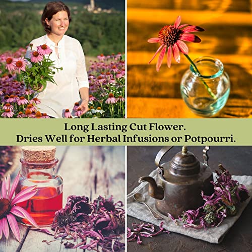 Purple Coneflower Plants - Two Live Pollinator Favorites