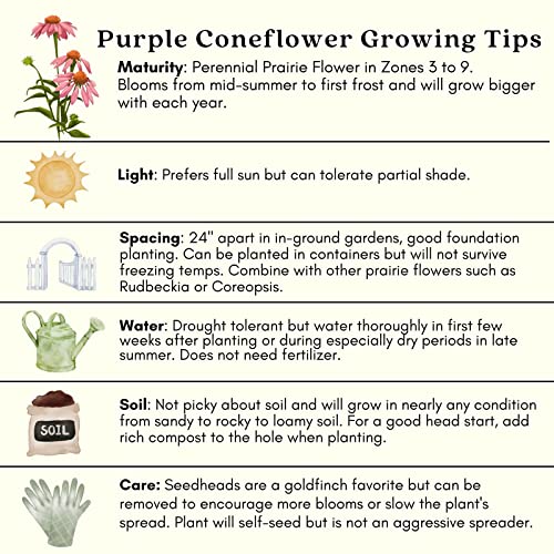 Purple Coneflower Plants - Two Live Pollinator Favorites