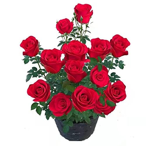Bright Red "Rodas" Rose Bush for Outdoor Decor