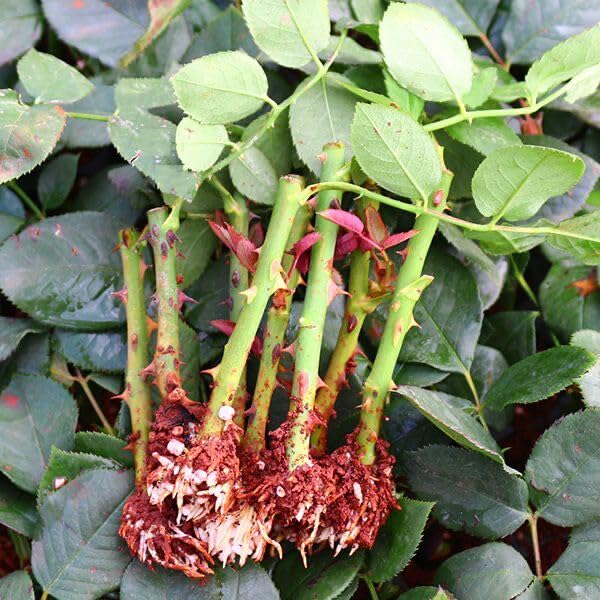 Bright Red "Rodas" Rose Bush for Outdoor Decor
