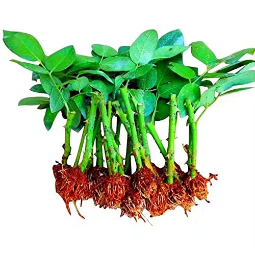 Bright Red "Rodas" Rose Bush for Outdoor Decor