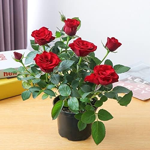 Bright Red "Rodas" Rose Bush for Outdoor Decor