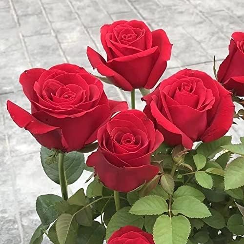 Bright Red "Rodas" Rose Bush for Outdoor Decor
